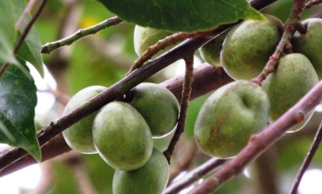 শীতে শরীরের রোগ প্রতিরোধ ক্ষমতা বাড়াবে যে ৫ ফল শীতে শরীরের রোগ প্রতিরোধ ক্ষমতা বাড়াবে যে ৫ ফল